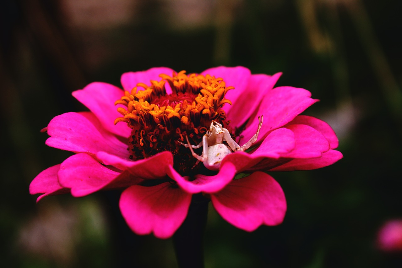 Image - flower pink araign e plant