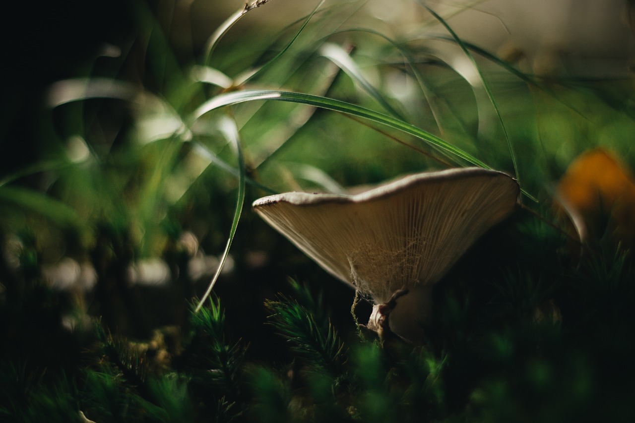 Image - mushroom mushrooms forest autumn