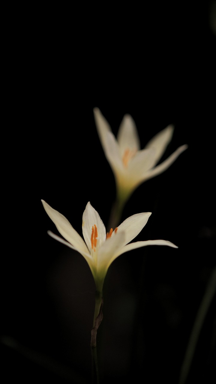 Image - flower black and white india