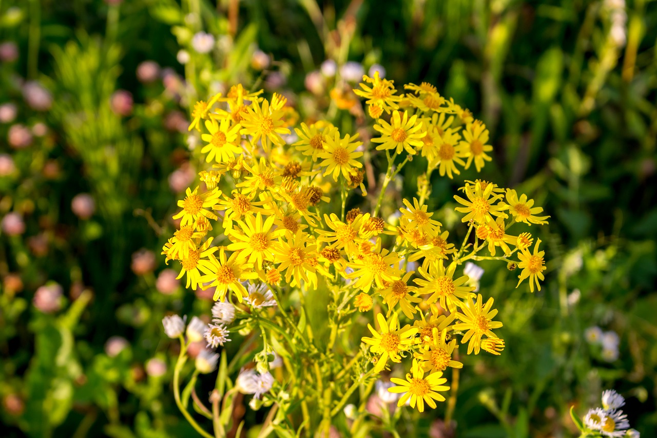 Image - flowers background the substrate