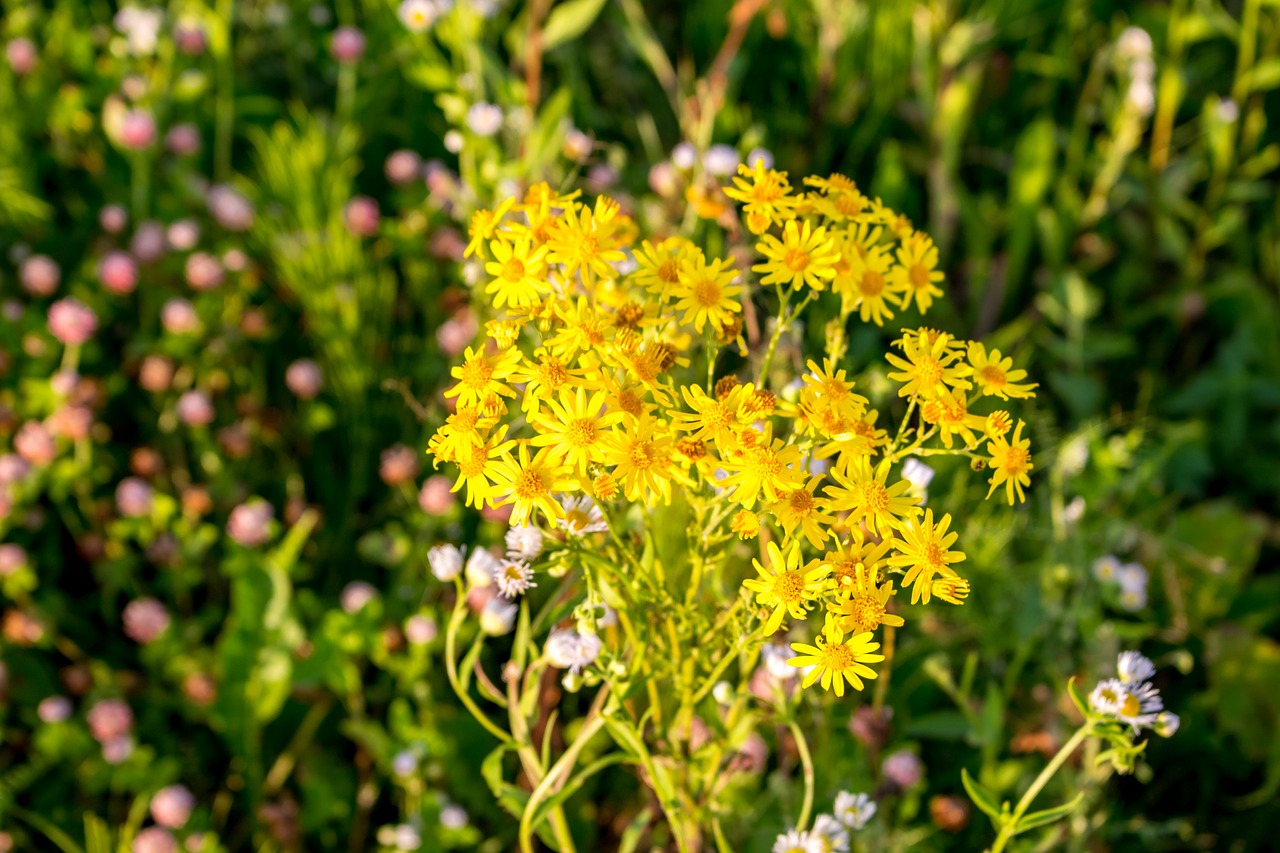 Image - flowers background the substrate