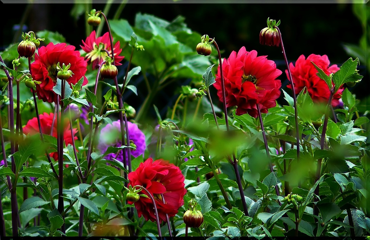 Image - dahlias dahlia red blossom bloom