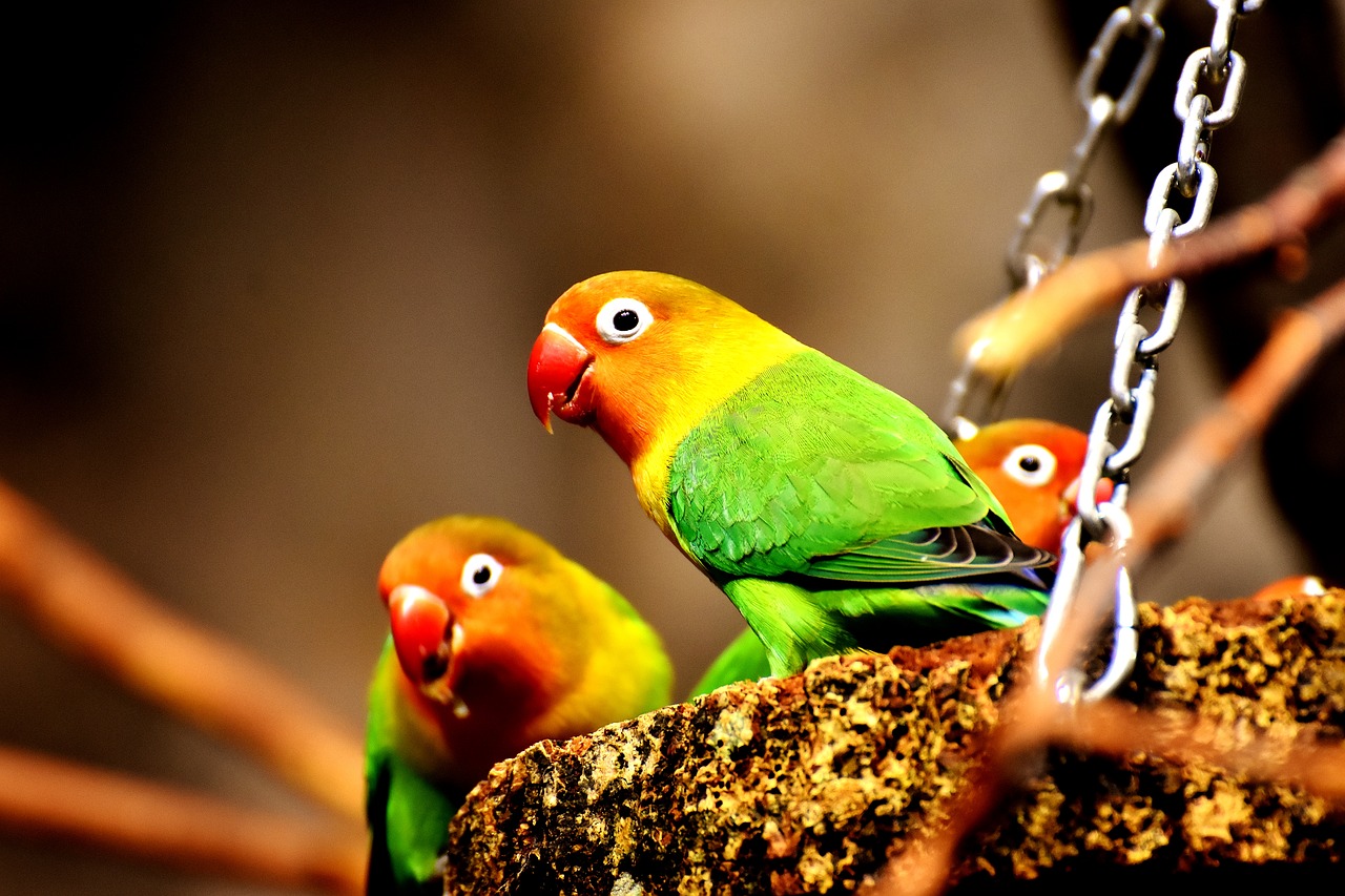 Image - birds parrots colorful bill