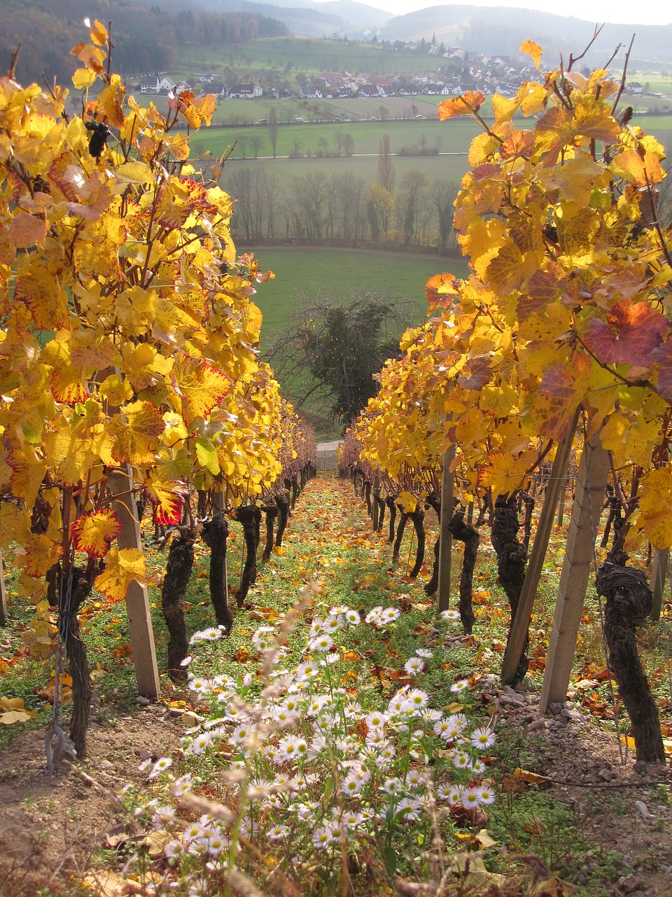 Image - vines wine winegrowing vineyard