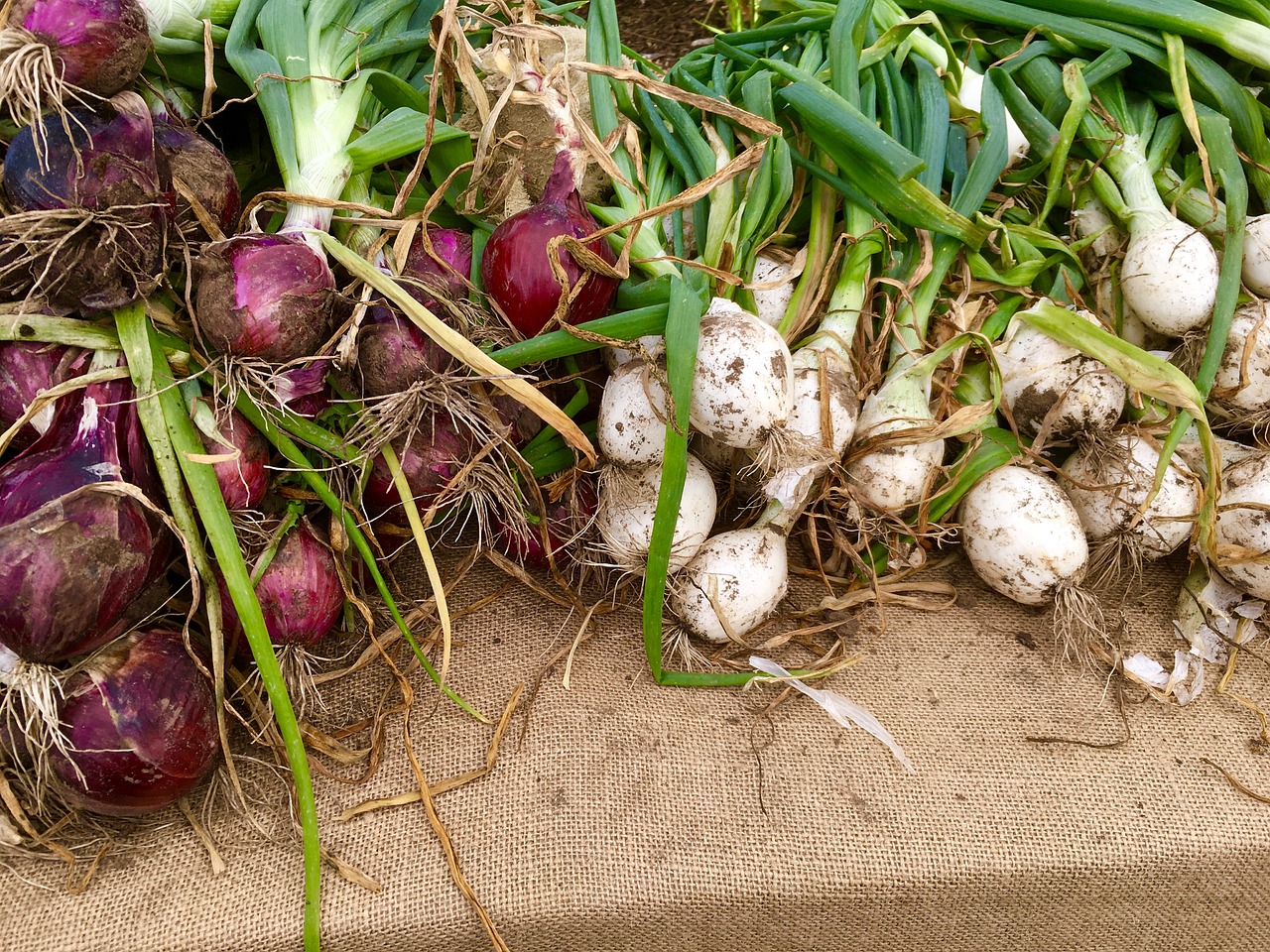 Image - radishes vegetable green raw food