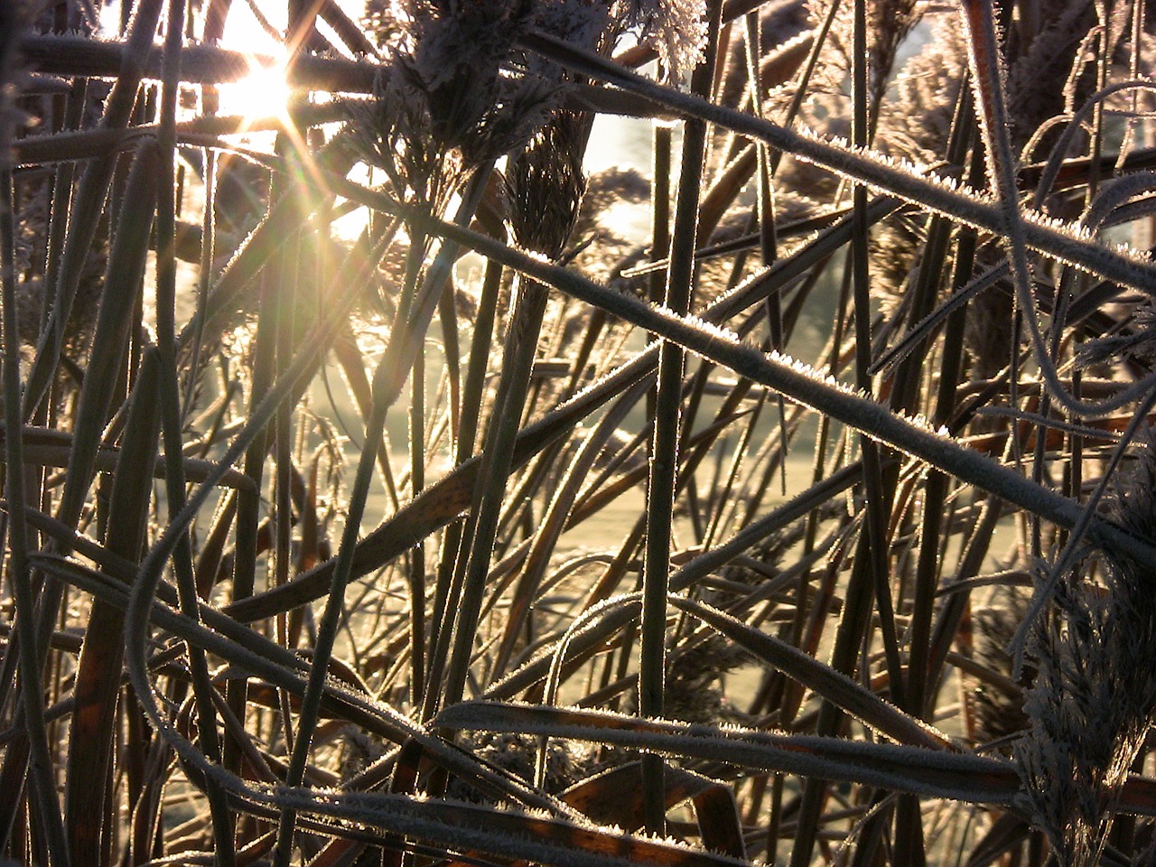 Image - ice reed cold winter frozen sunny