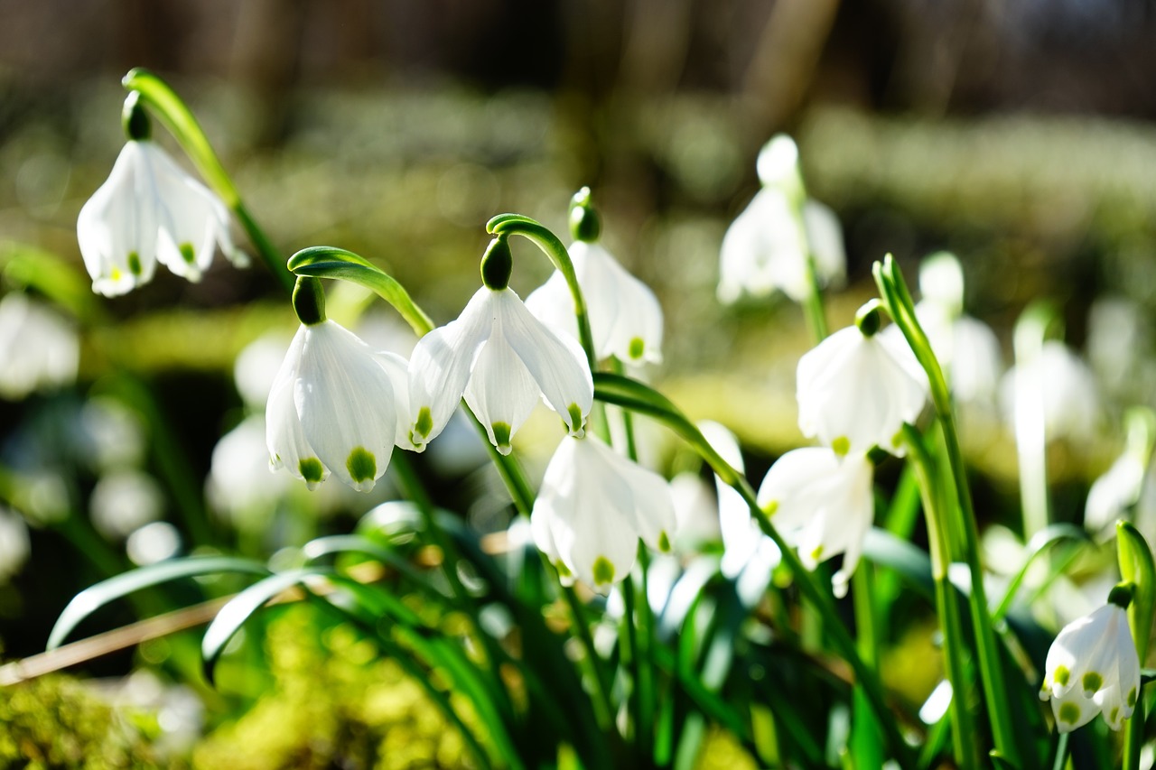 Image - snowflake flower blossom bloom