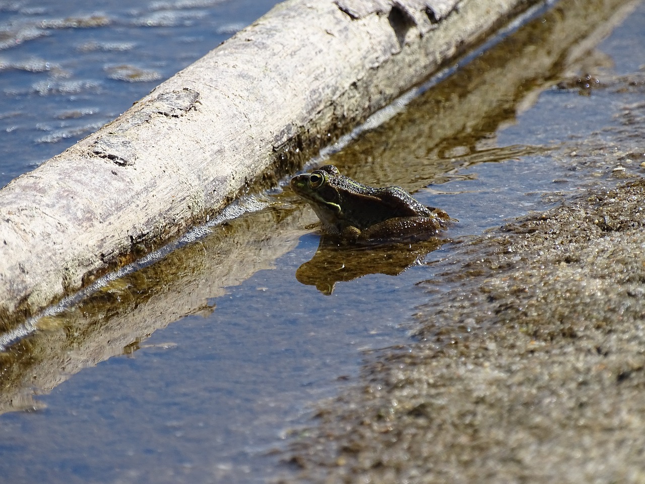 Image - frogs frogs in water