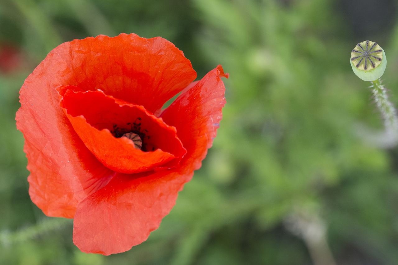 Image - poppy red rose flower red flower