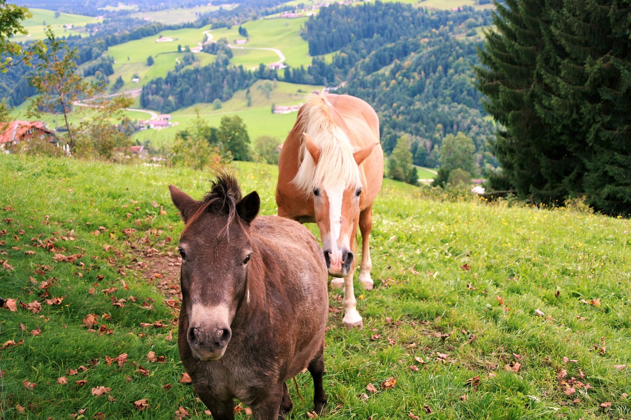 Image - mountains horses autumn meadow