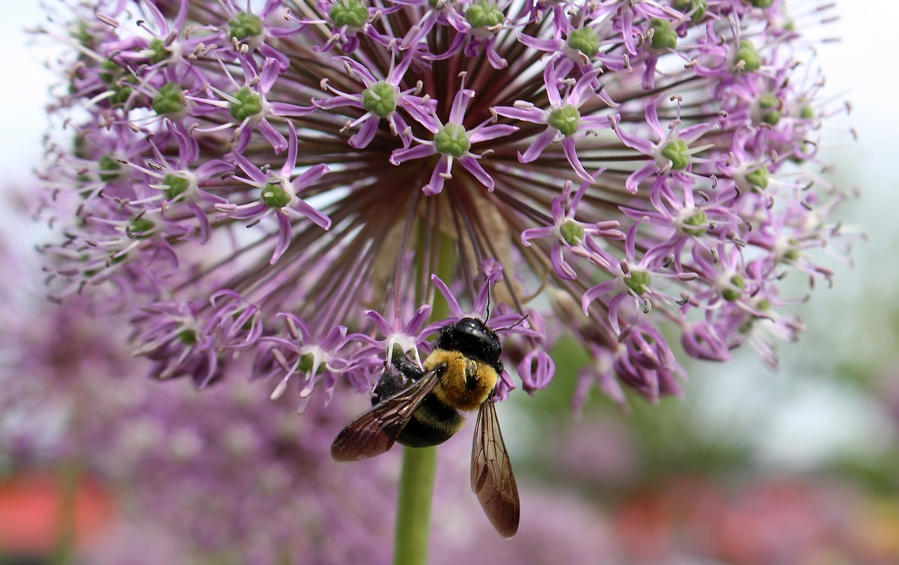 Image - decorative garlic head insect bee