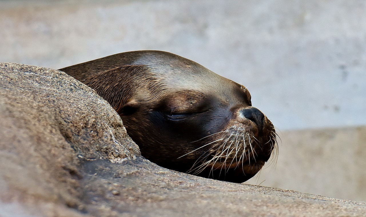 Image - seal animal wild animal robbe