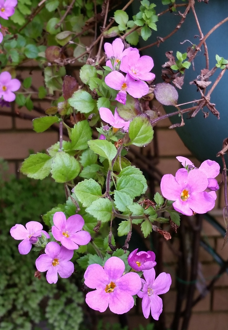 Image - pink flower hanging basket