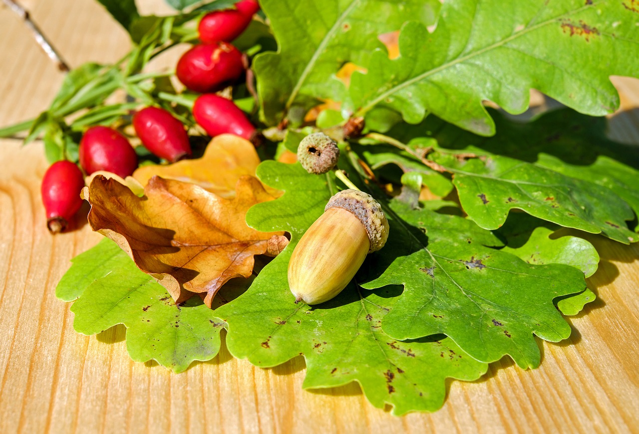 Image - acorn fruit oak fruit german oak