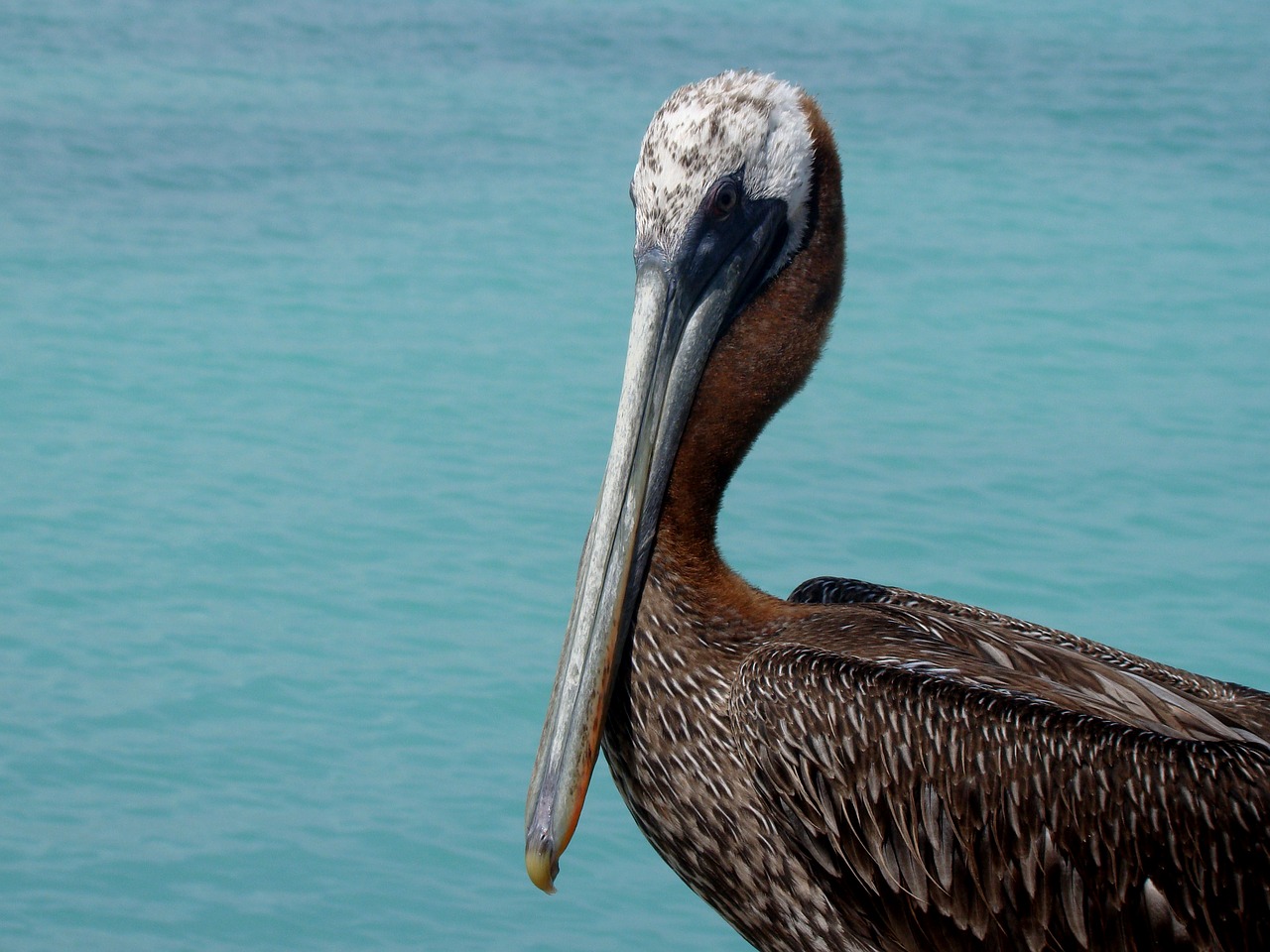 Image - fauna pelican peak animal feathers