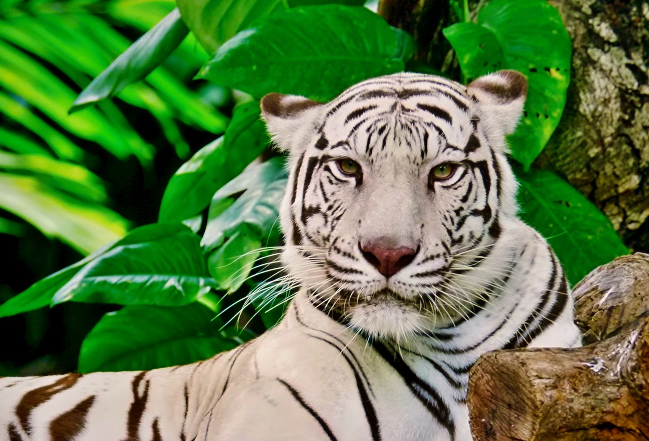 Image - tiger white zoo garden nature