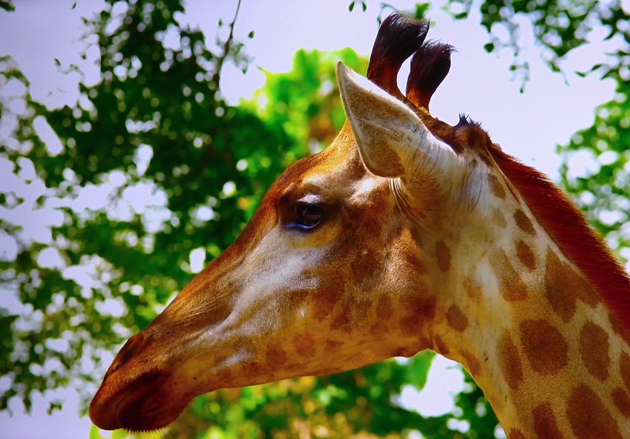 Image - giraffe zoo garden game