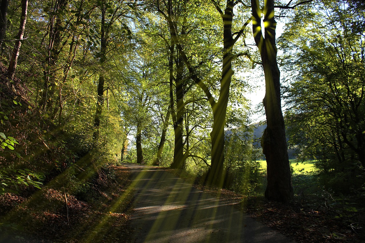 Image - forest path trees sun rays nature