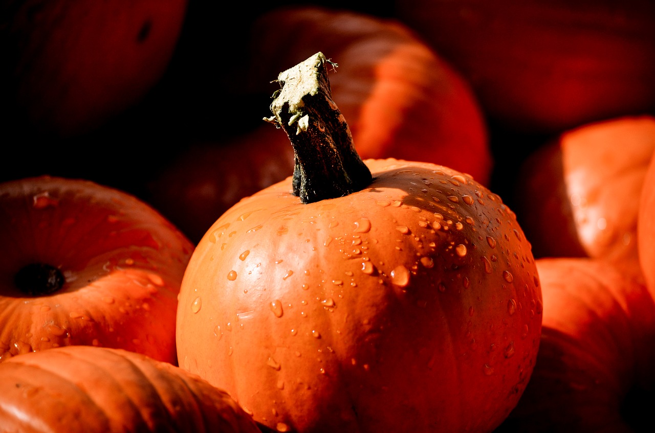 Image - pumpkin mini pumpkin shadows