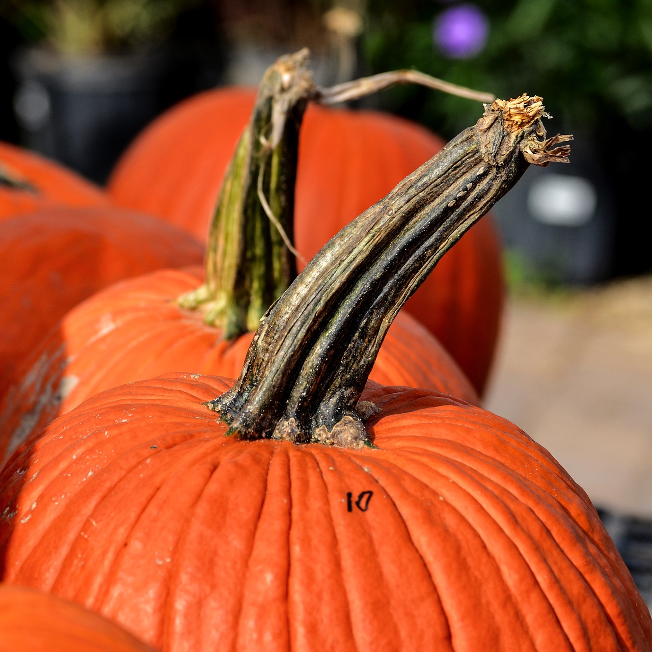 Image - pumpkins large pumpkins pumpkin stem