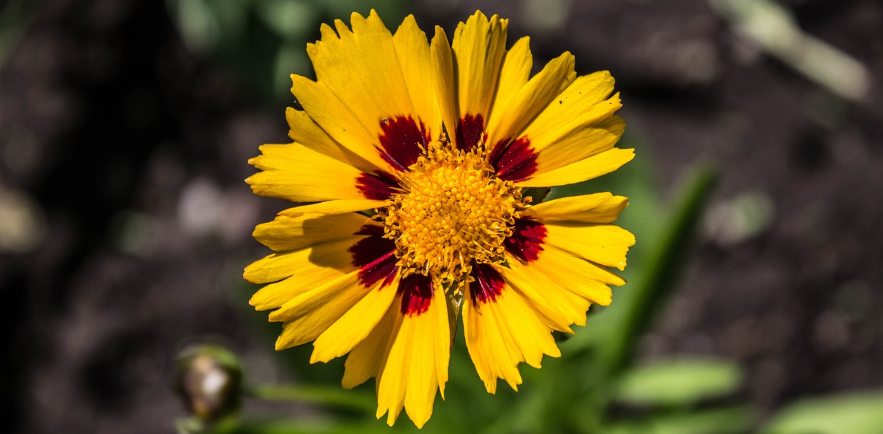 Image - flower nature mädchenauge coreopsis