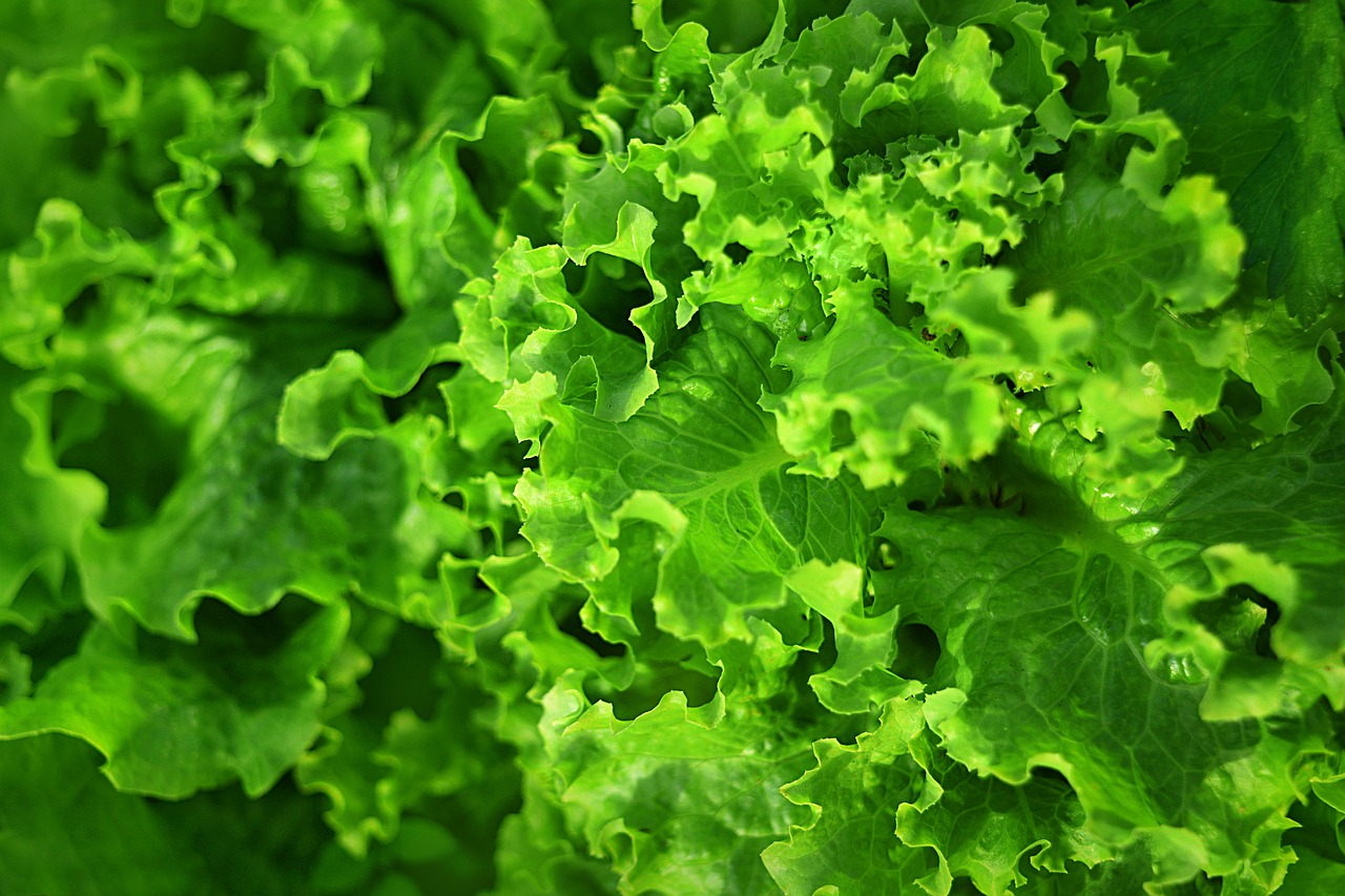 Image - salad green vegan vegetarian raw