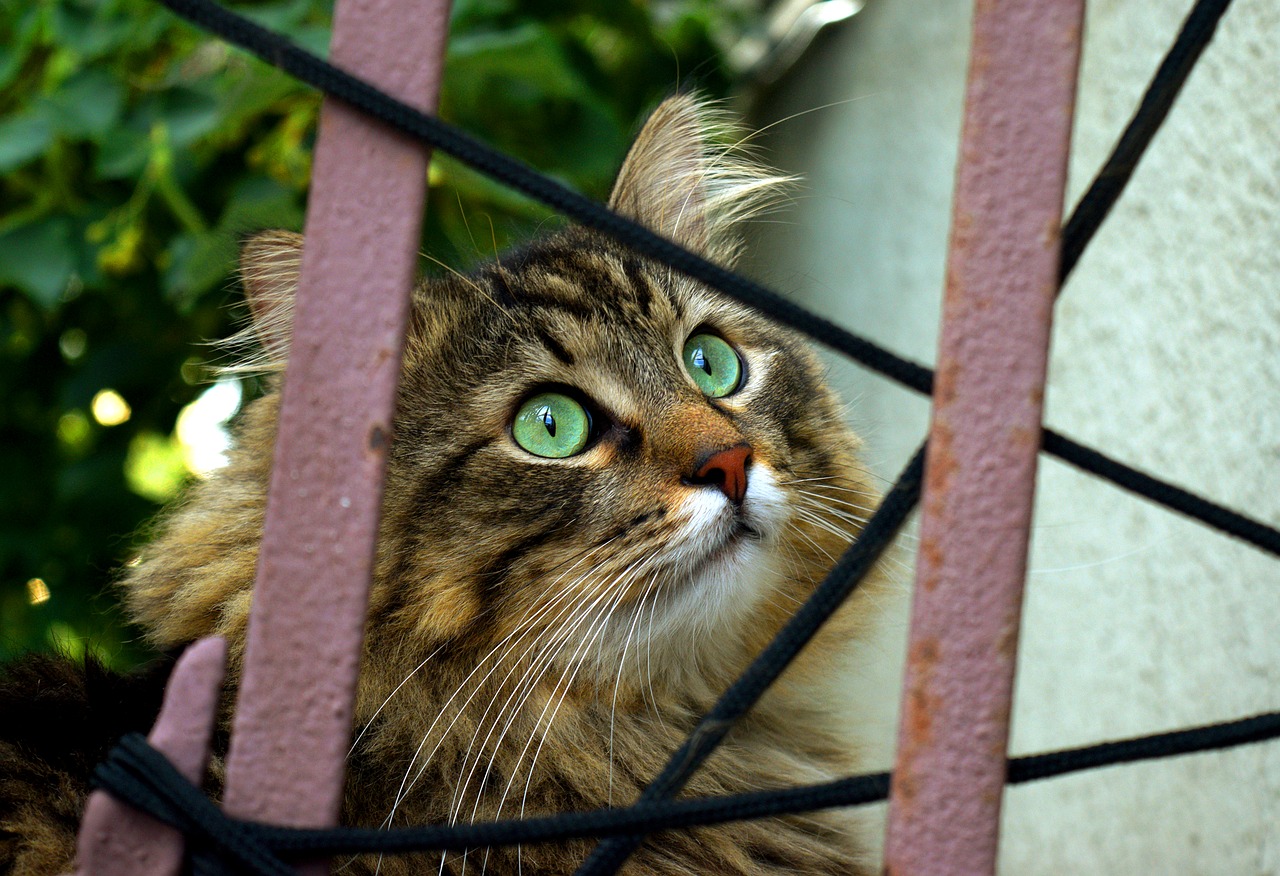 Image - cat behind fence curious pet