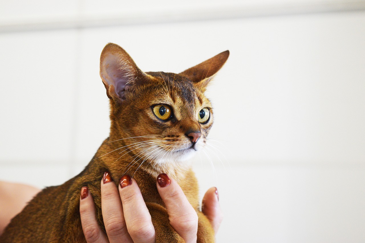 Image - abyssinian cat cat pageant