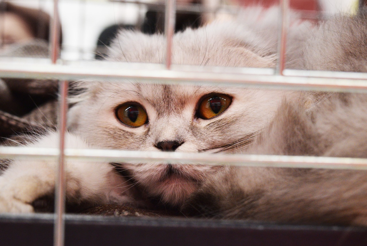 Image - shelter cat cage adoption homeless