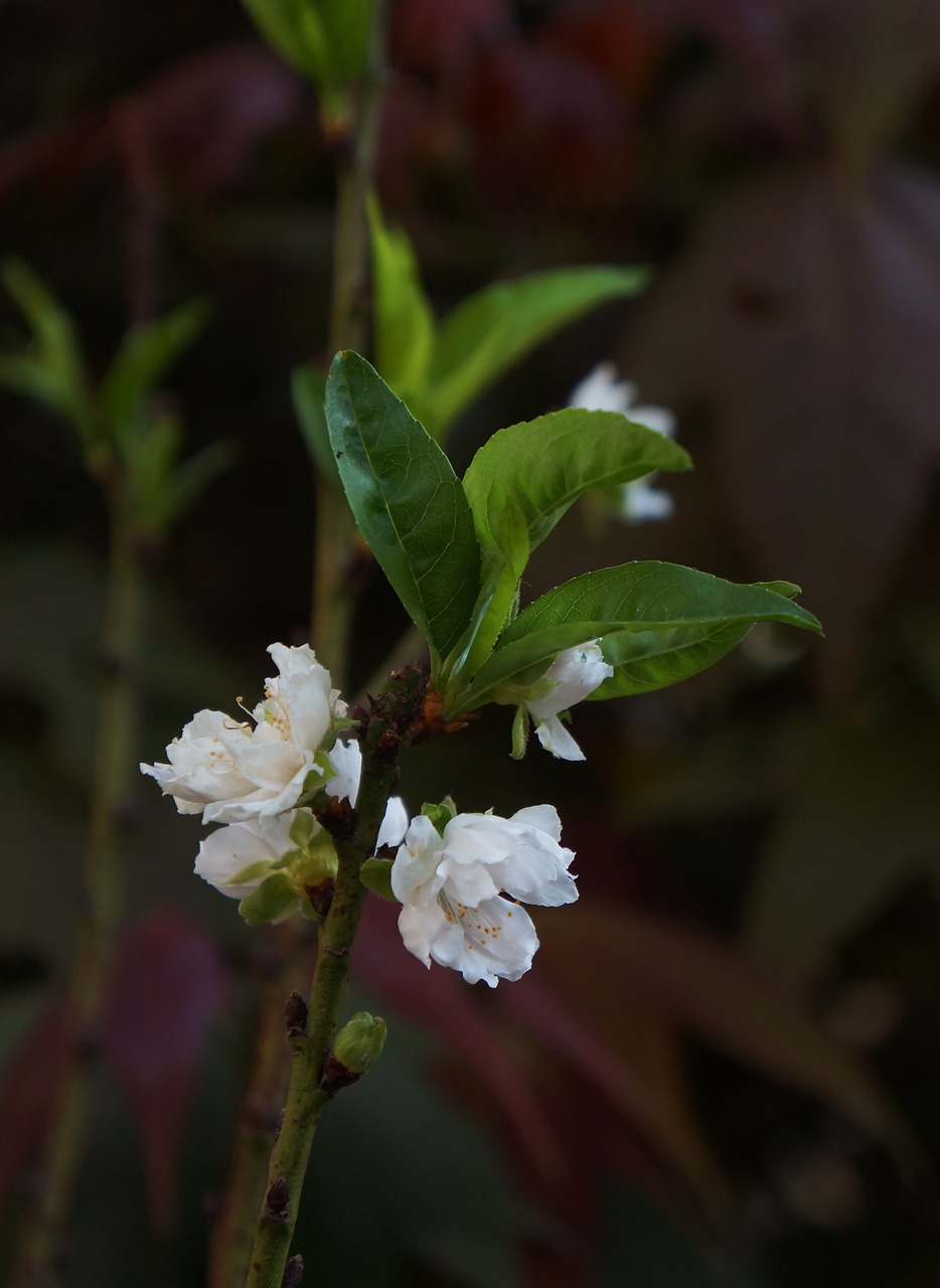 Image - peach blossom white spring flowers