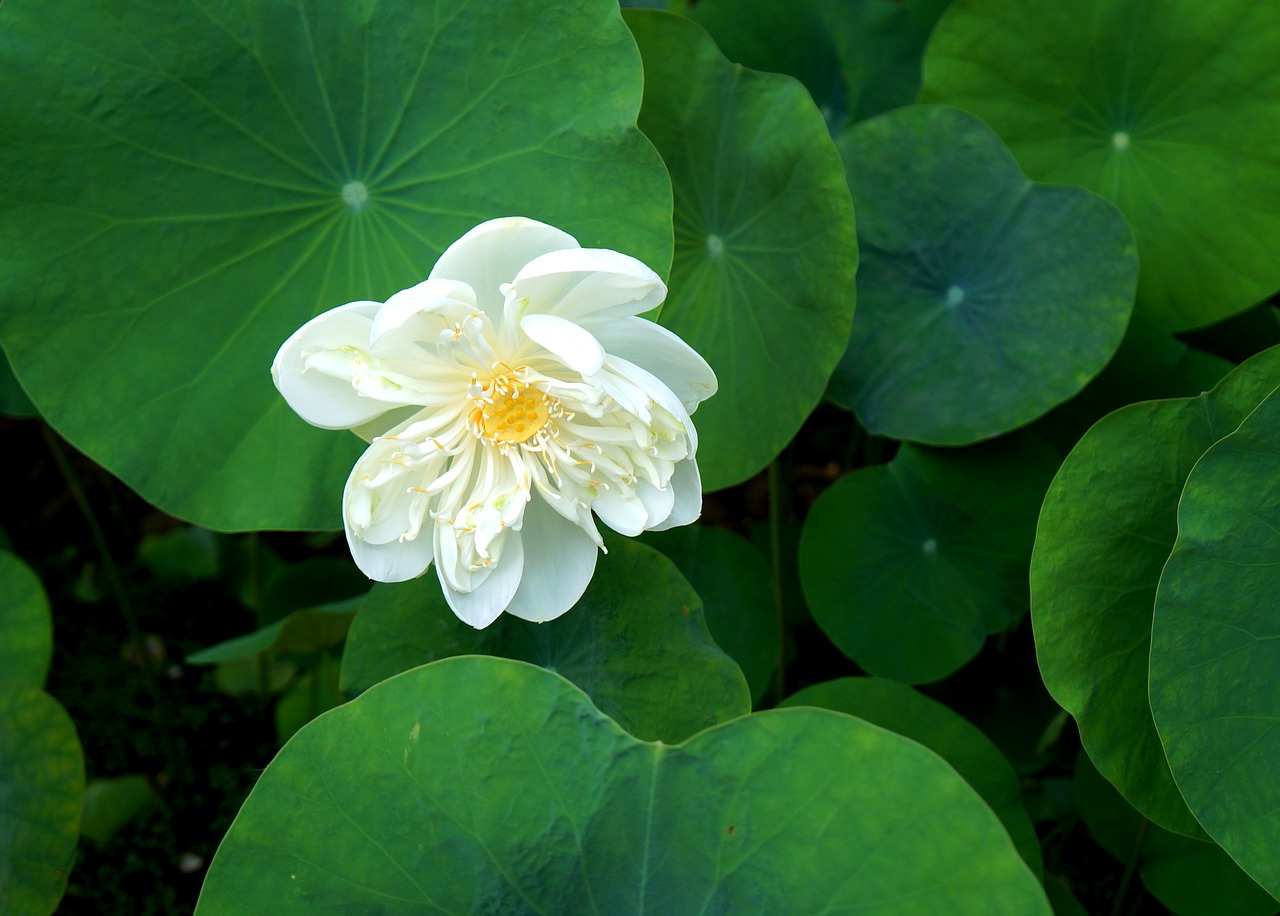 Image - lotus flowers white lotus vietnam