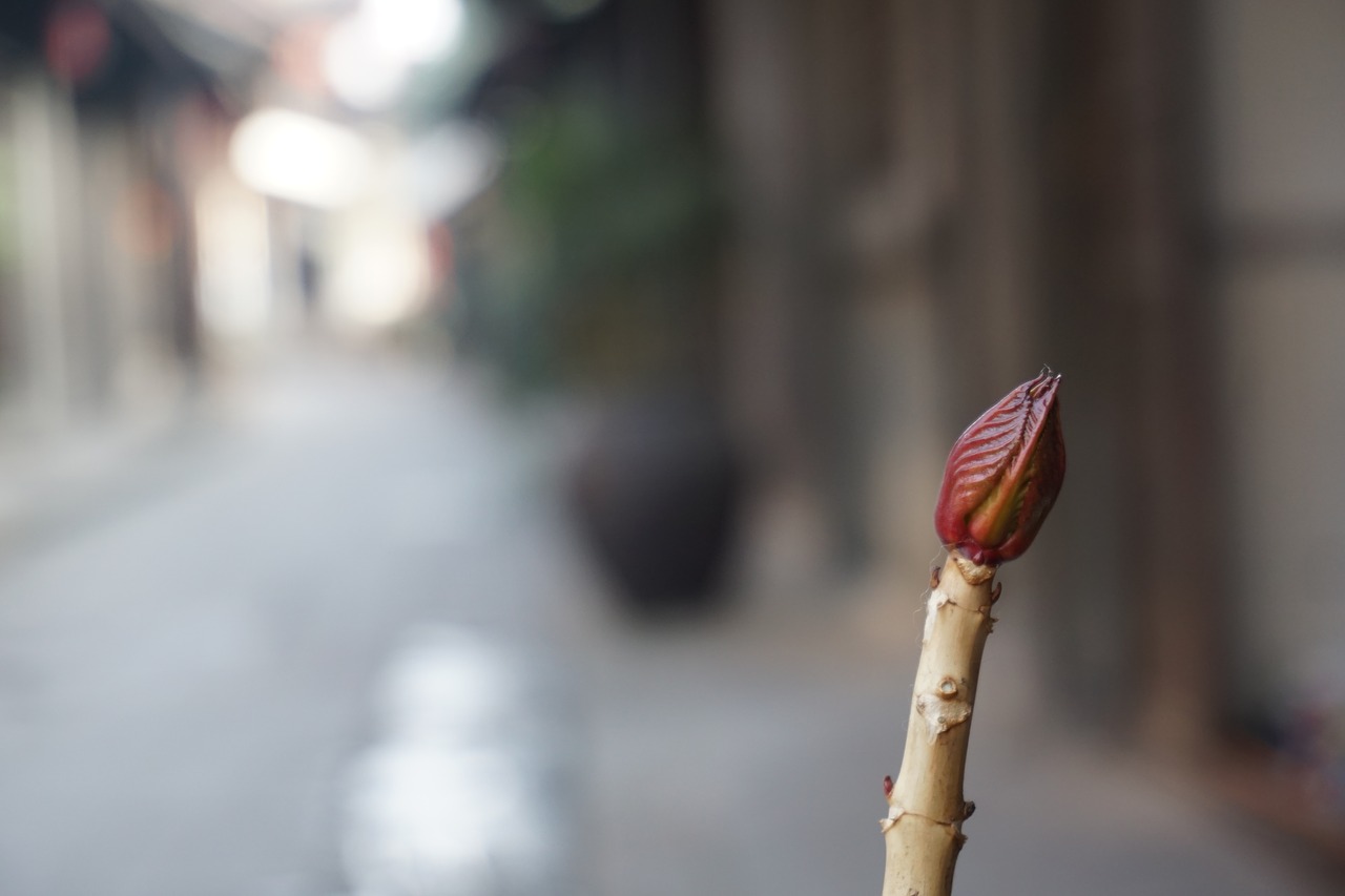 Image - the pods branch spring