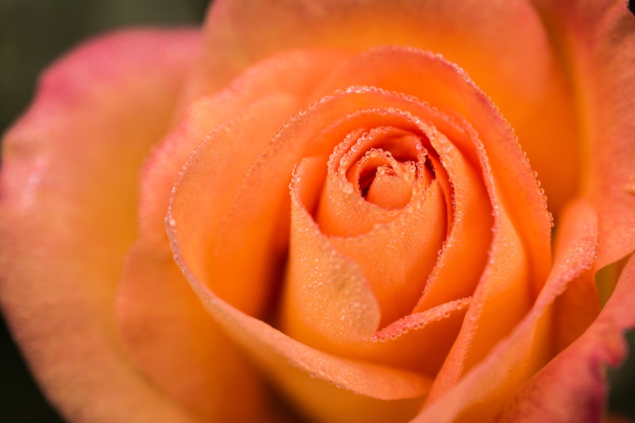 Image - rose flower dewdrops macro bloom