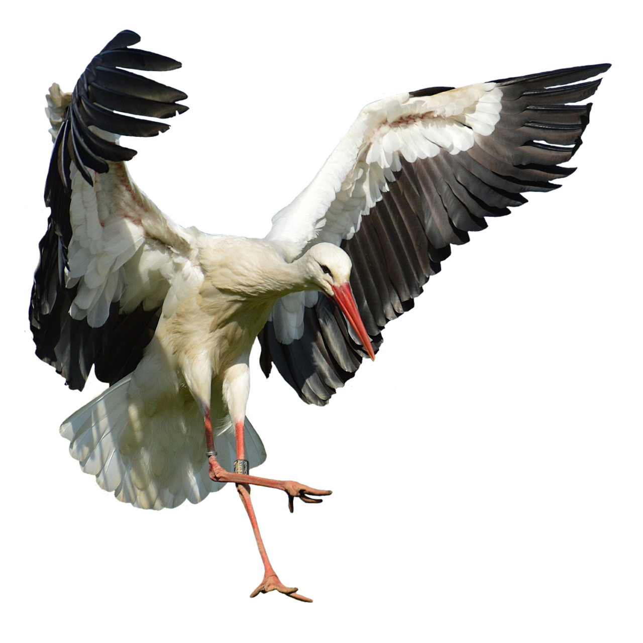 Image - stork fly landing elegant feather