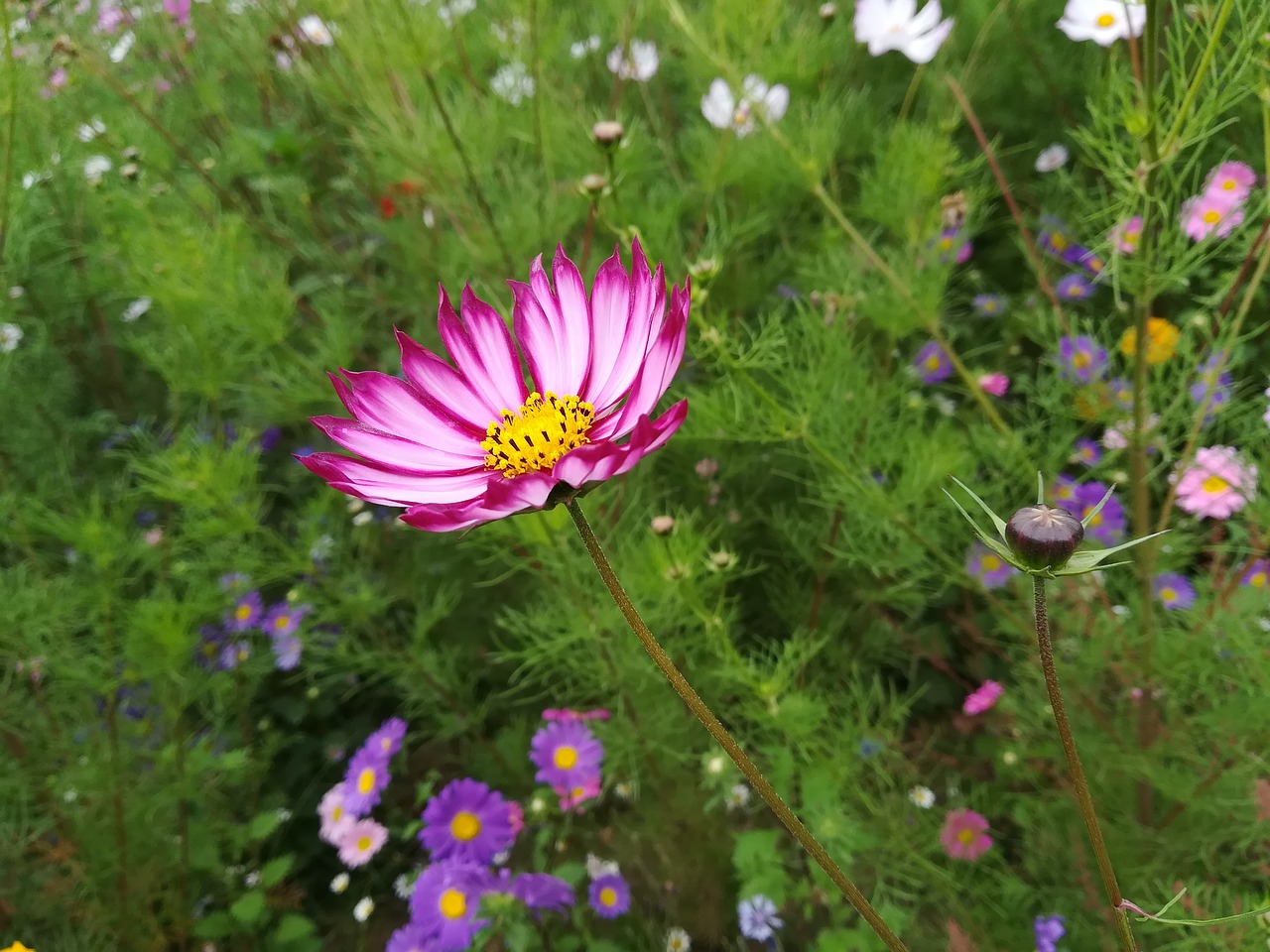 Image - flower sea of flowers cosmos