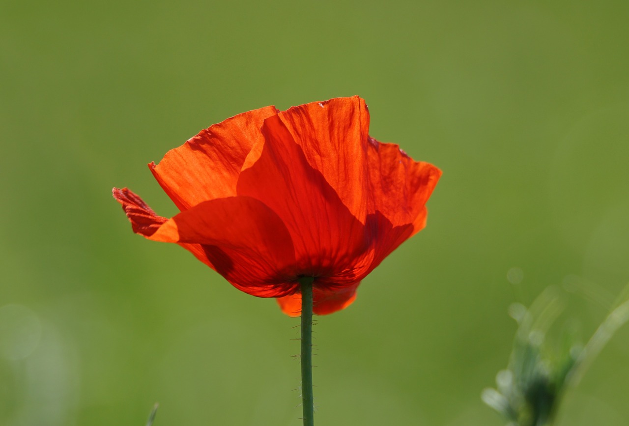 Image - poppy flower flanders fields were