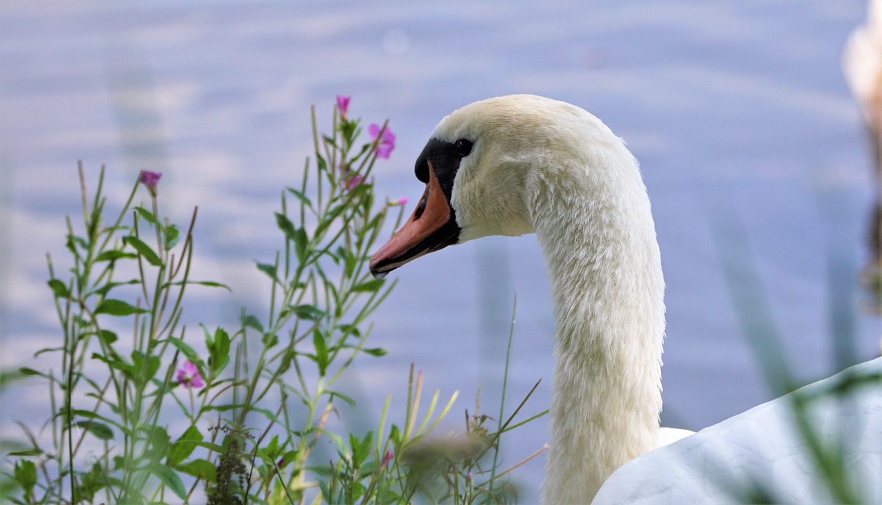 Image - swan mute swan nature waterfowl