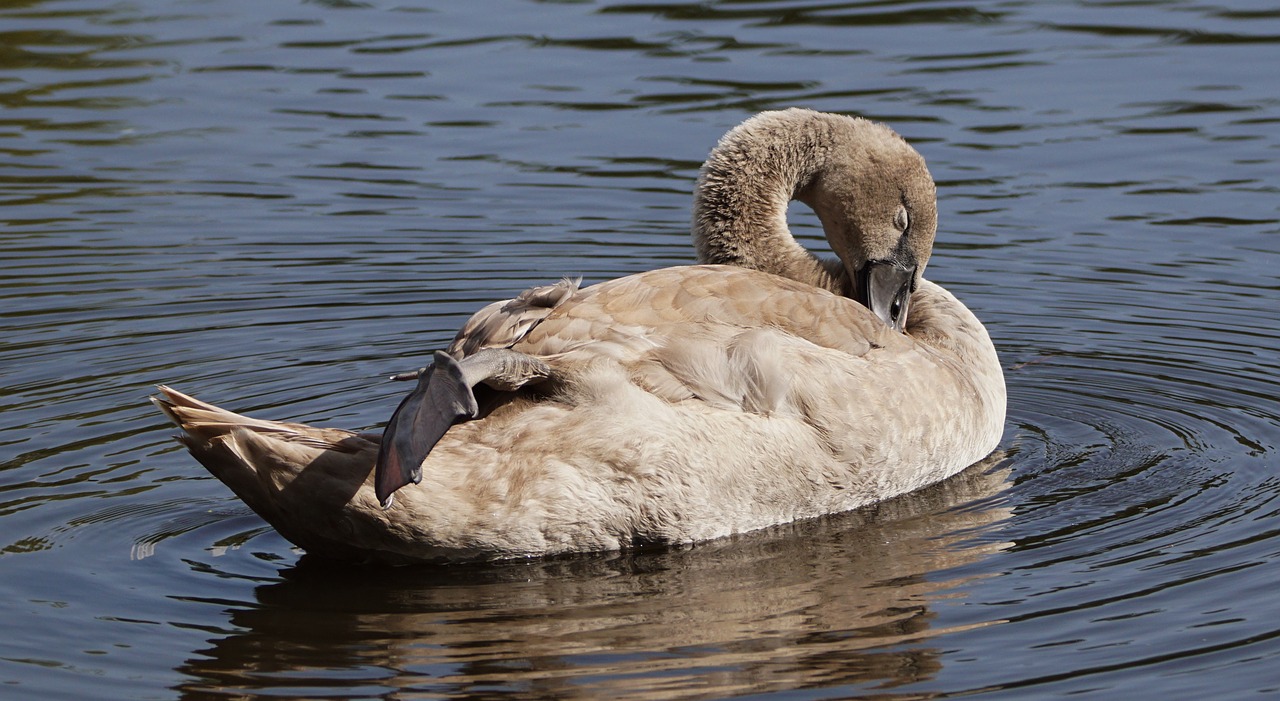 Image - cygnet mute swan nature waterfowl