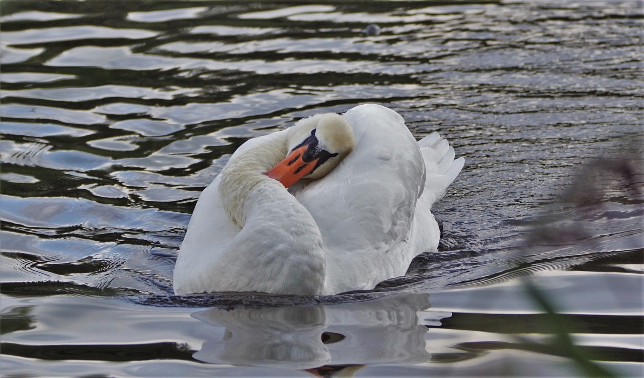 Image - swan mute swan nature waterfowl