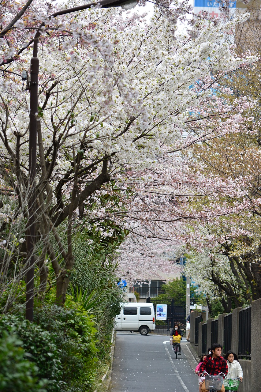 Image - japan cherry blossom full open