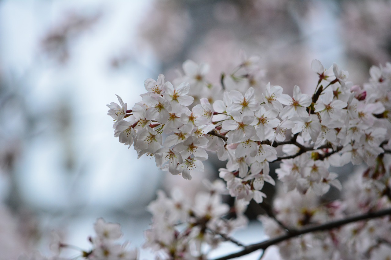 Image - japan cherry blossom full open