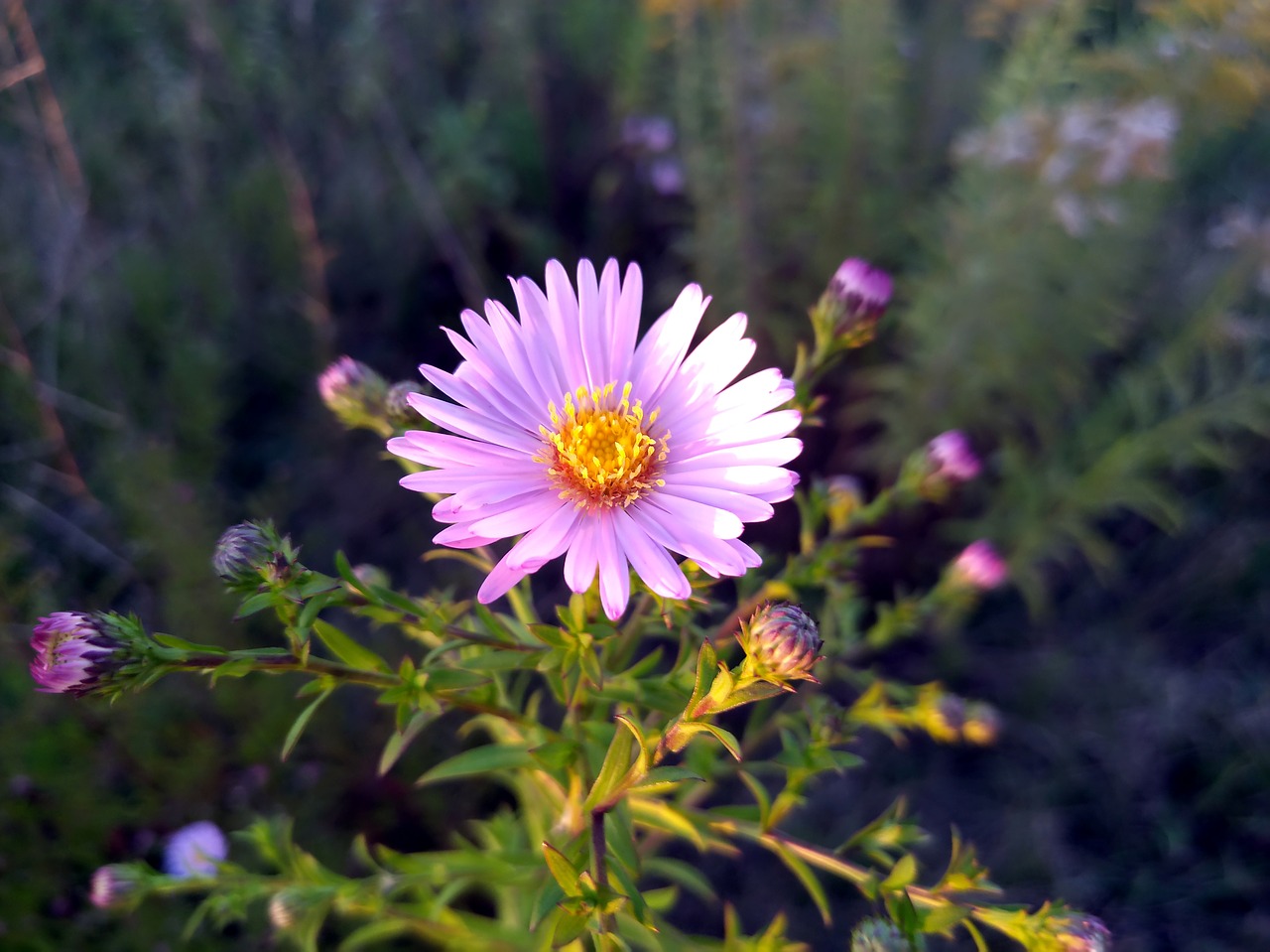 Image - flower astra novoblogika blue flower