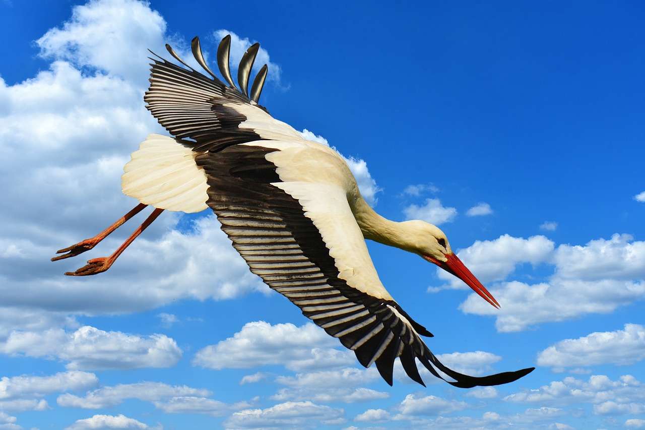 Image - stork fly landing elegant feather