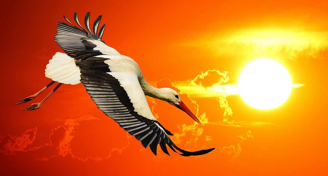 Image - stork fly sunset elegant feather