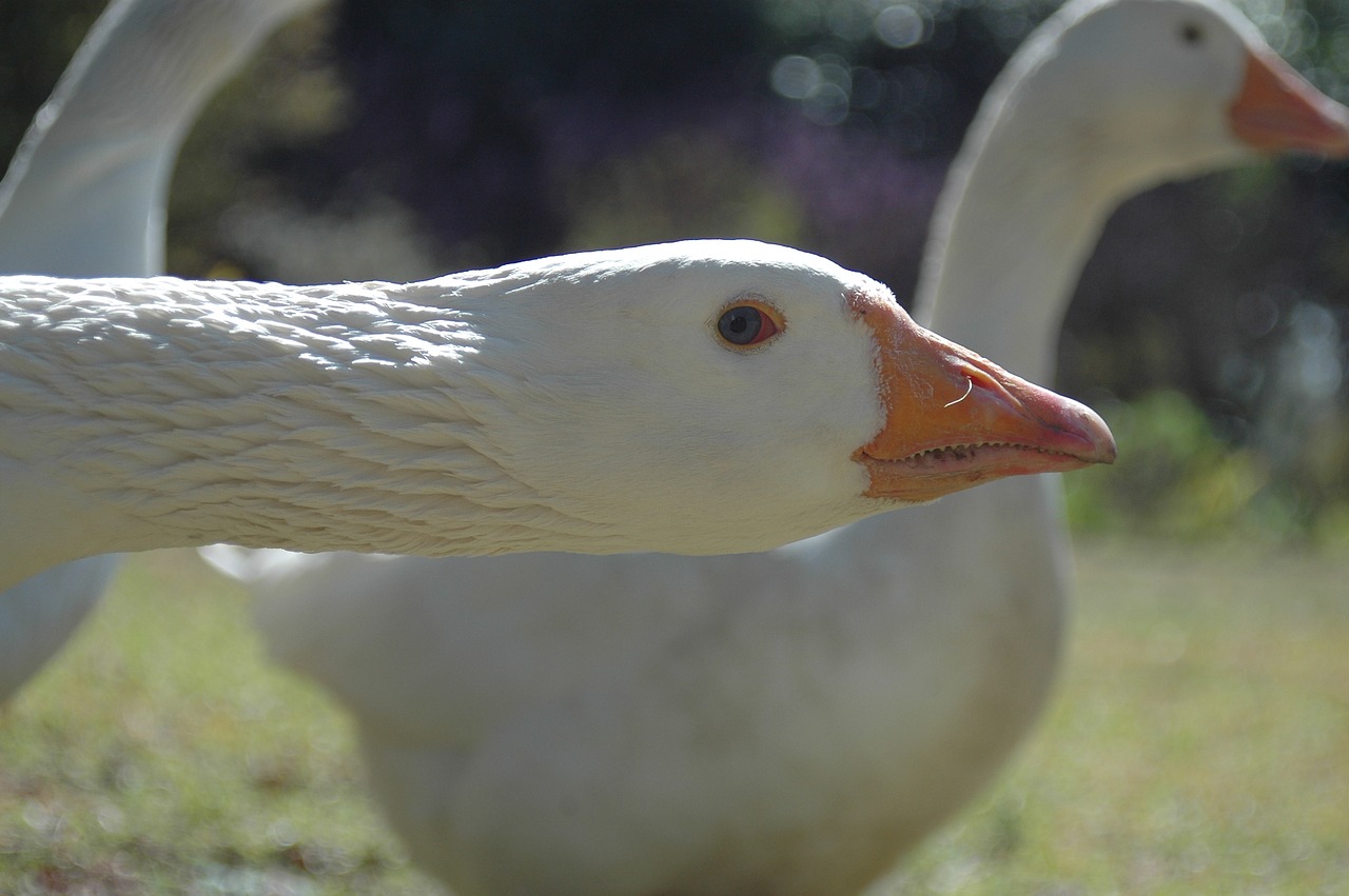 Image - goose bird white nature duck