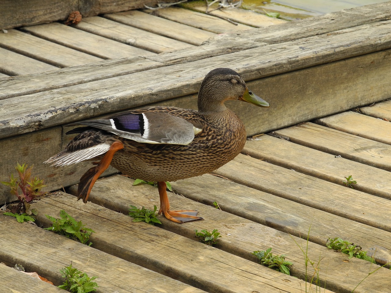 Image - duck animal legs feathers fauna