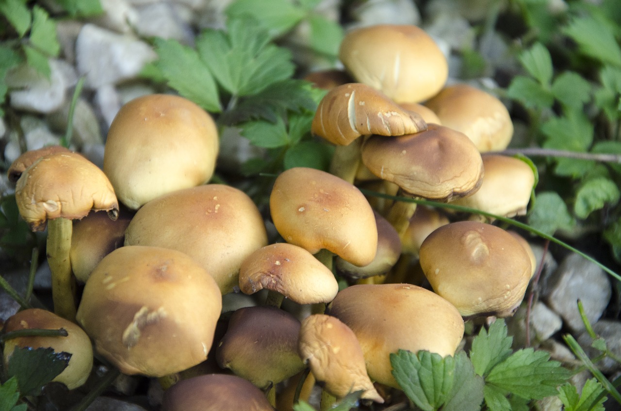 Image - fungus forest nature undergrowth