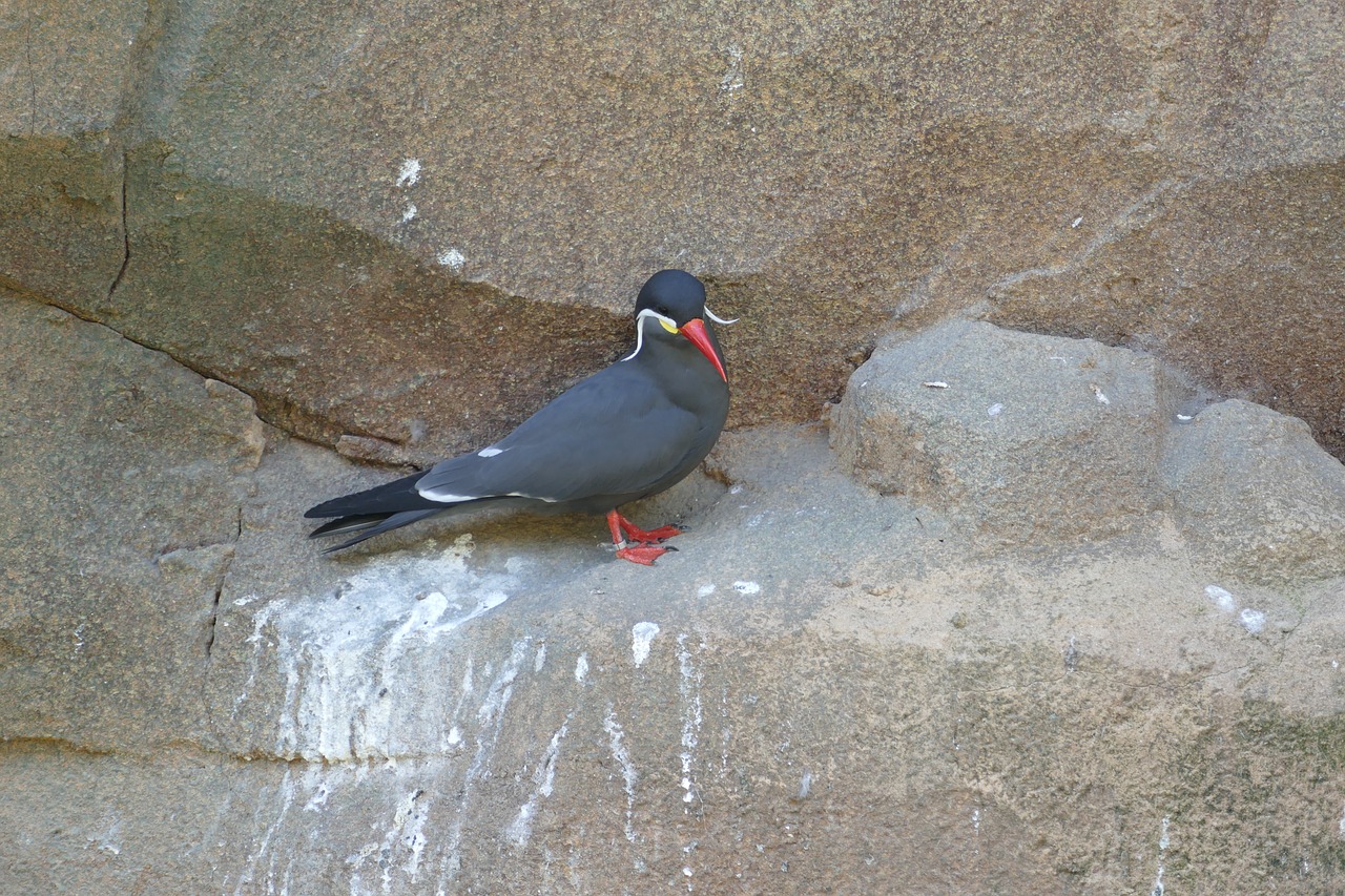 Image - tern inca tern south america zoo