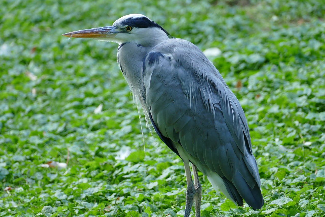 Image - heron bird legs bill zoo animal