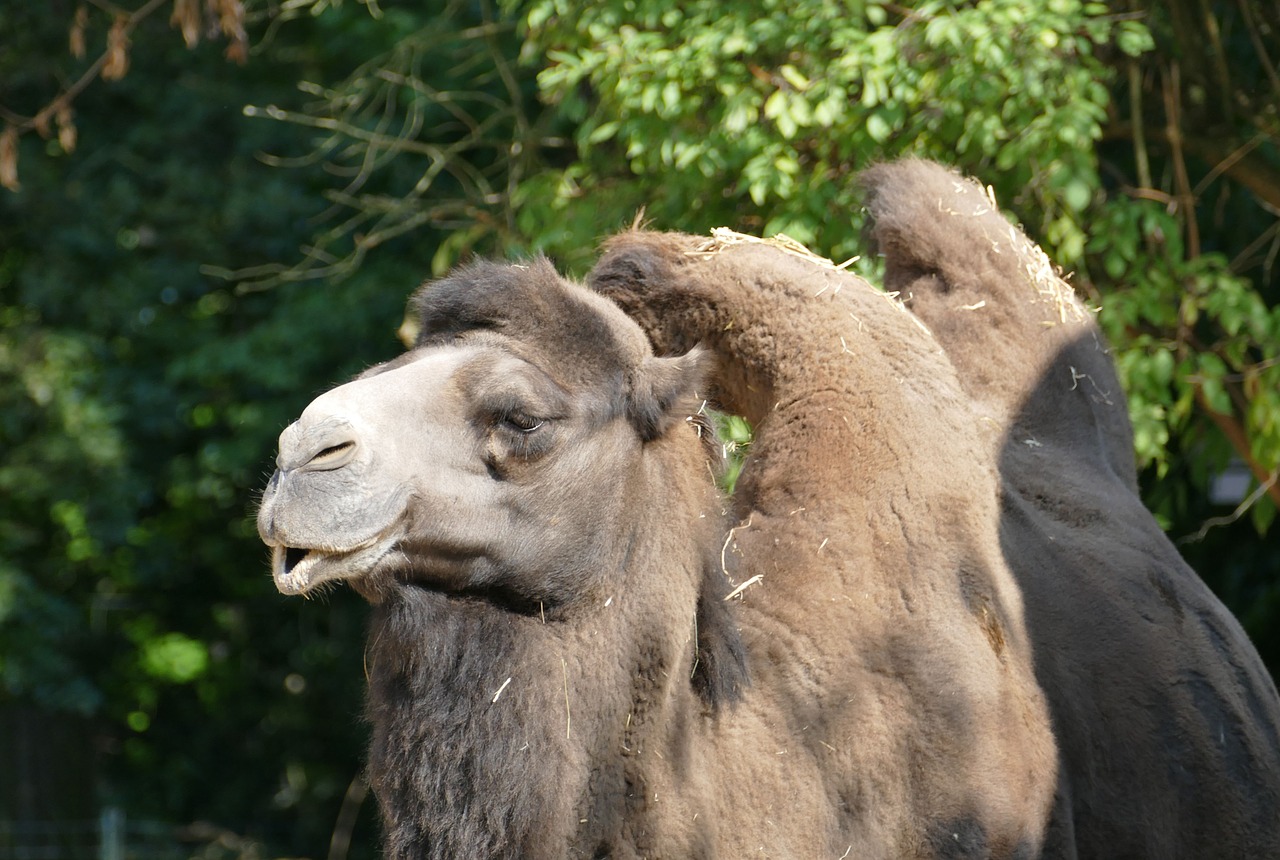 Image - camel hump head zoo animal